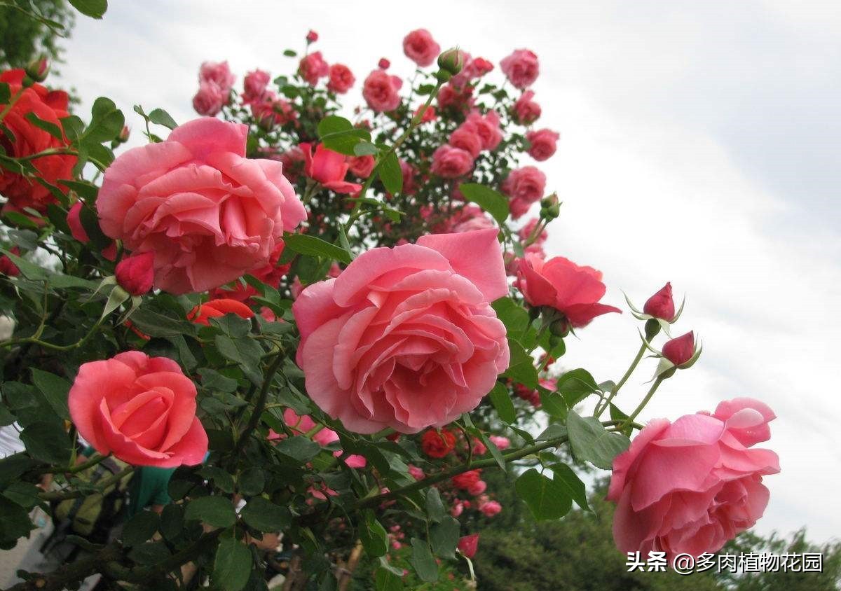 青州月季大棚怎么选,青州高杆月季哪里有