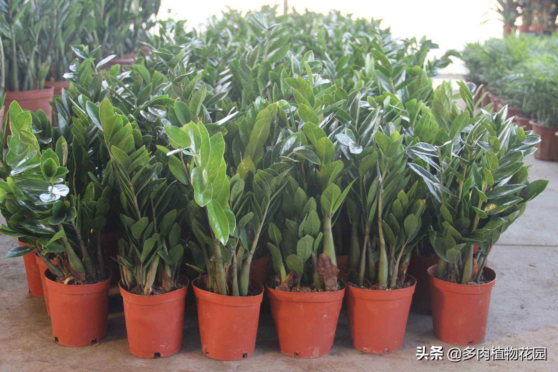 金钱树怎么才能养得又粗又壮,养护金钱树秋季使用什么肥料