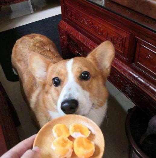 饲养柯基的10个注意事项,饲养柯基的注意事项两个月