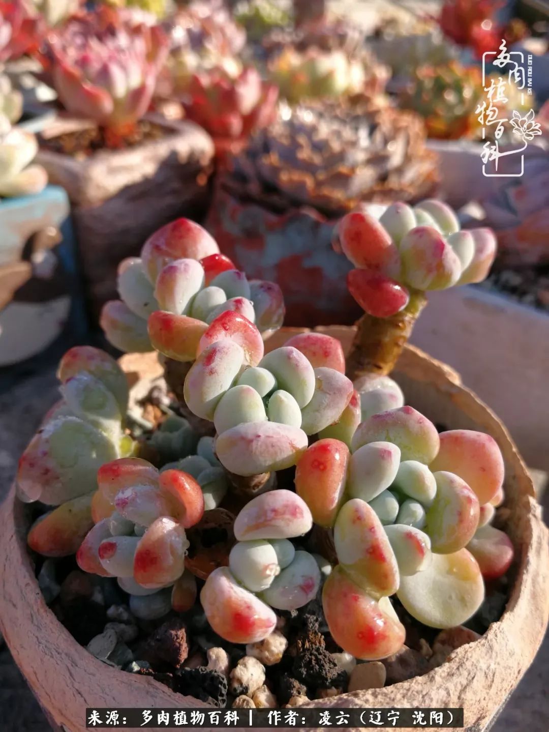 秋闲赏多肉，话育儿，亲生的自家娃，总有一刻让你怦然心动