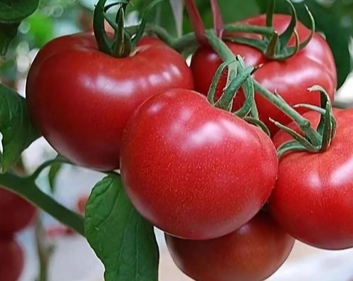 我的人间第一美食，最爱吃番茄（原创美文）