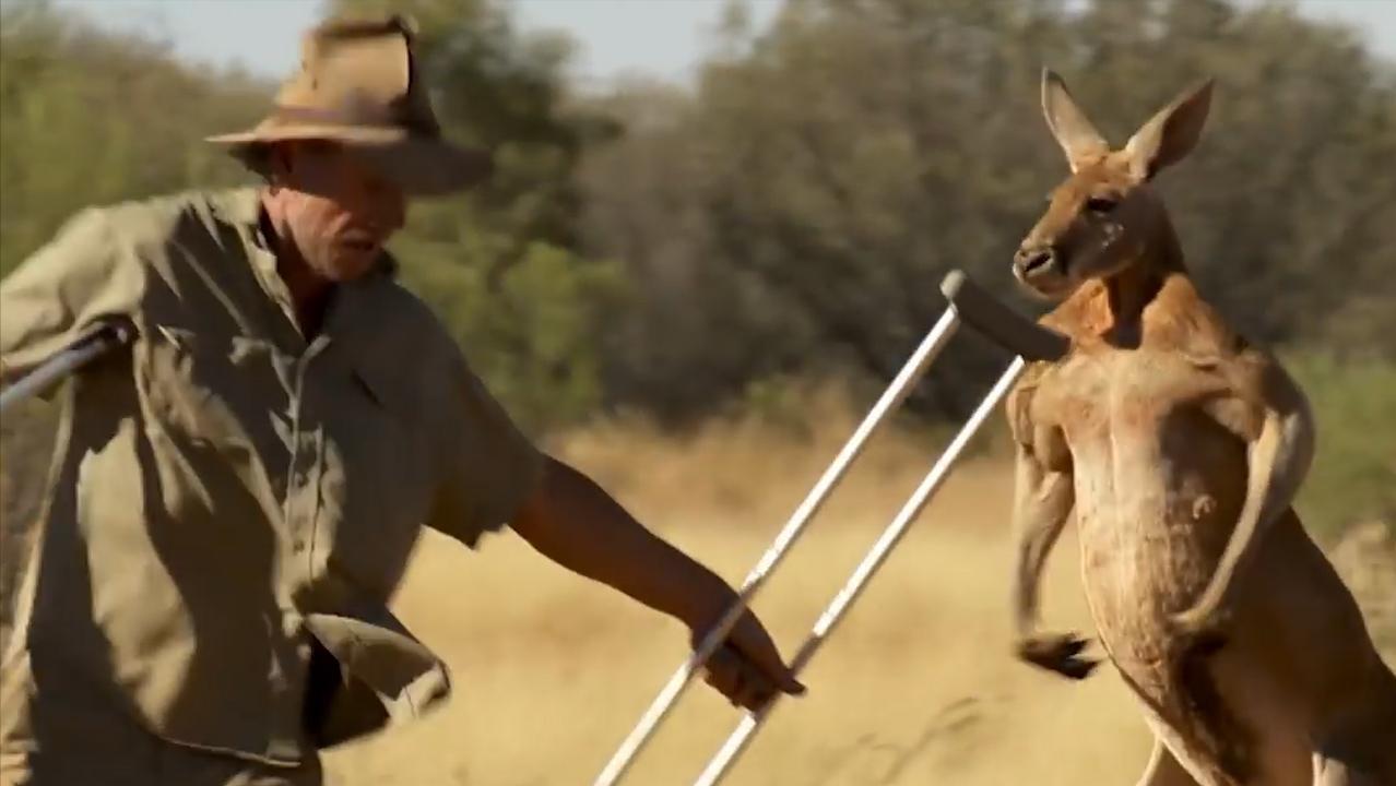 澳大利亚野山羊为什么不出口,澳大利亚野山羊不能吃吗