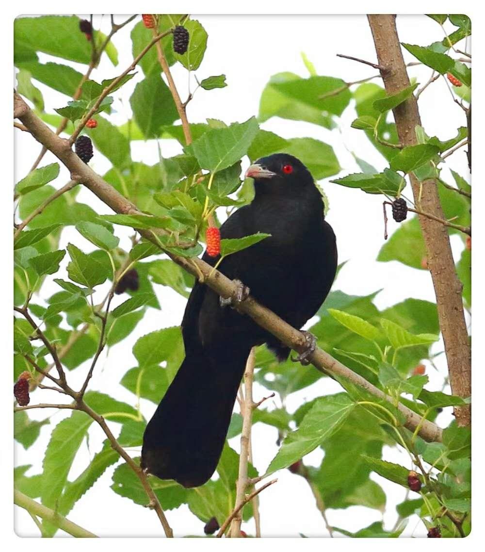 看，燕子回来了！听，杜鹃在歌唱！扬州这些地方观鸟真赞