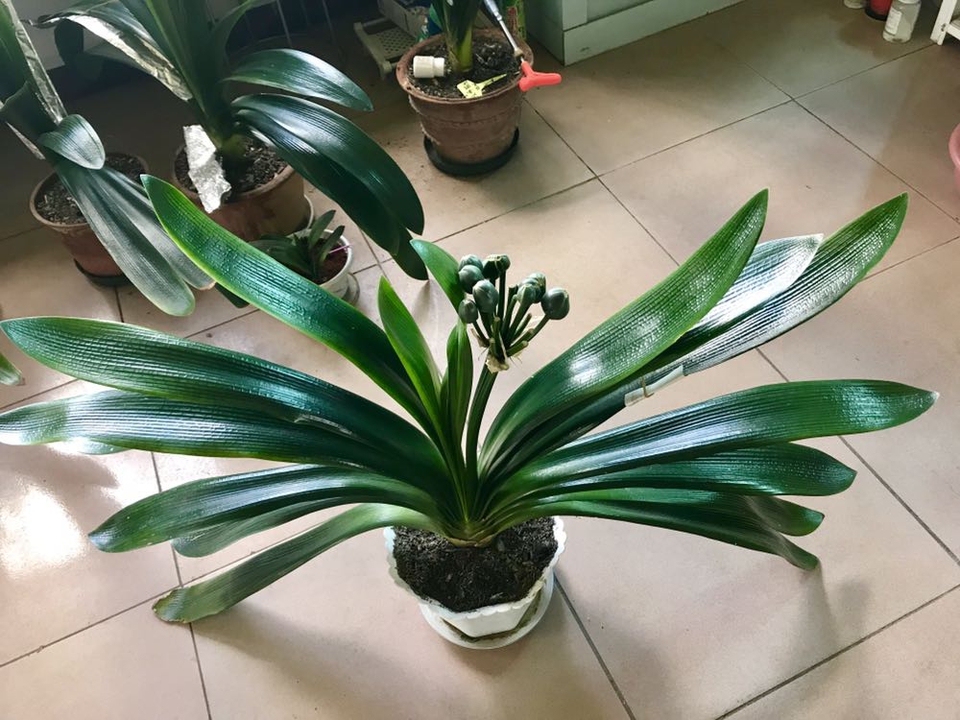 君子兰不冒花箭怎么养,君子兰养护怎样使君子兰不夹箭