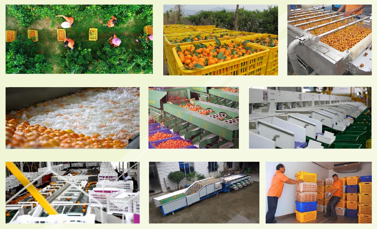 南丰现代柑橘产业园,新会柑橘产业园