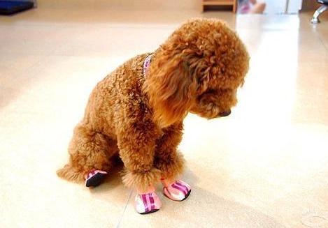 泰迪犬的便便怎么处理,幼犬泰迪大便稀臭怎么办