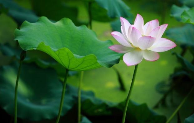 中药治焦虑的药有副作用,中医如何治疗焦虑吃什么药