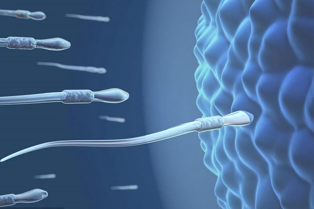 怀胎十月胎儿位置图,怀胎十月婴儿发育全过程