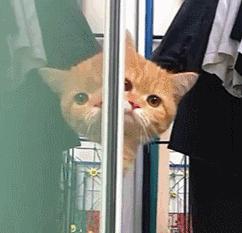 关于猫咪鼻子的8大秘密,猫咪的鼻子有什么特点和作用