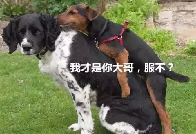 公狗被公狗纠缠怎么办,我家公狗一直叫怎么办