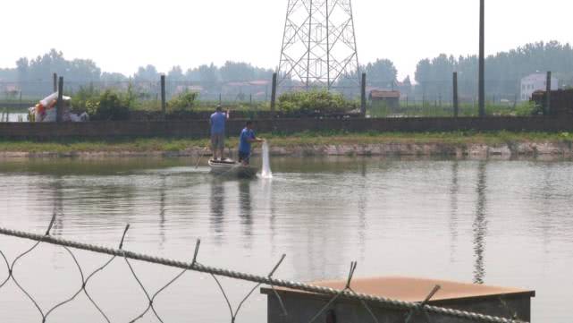 甲鱼每天都死亡是缺氧吗,甲鱼大量死亡怎么办
