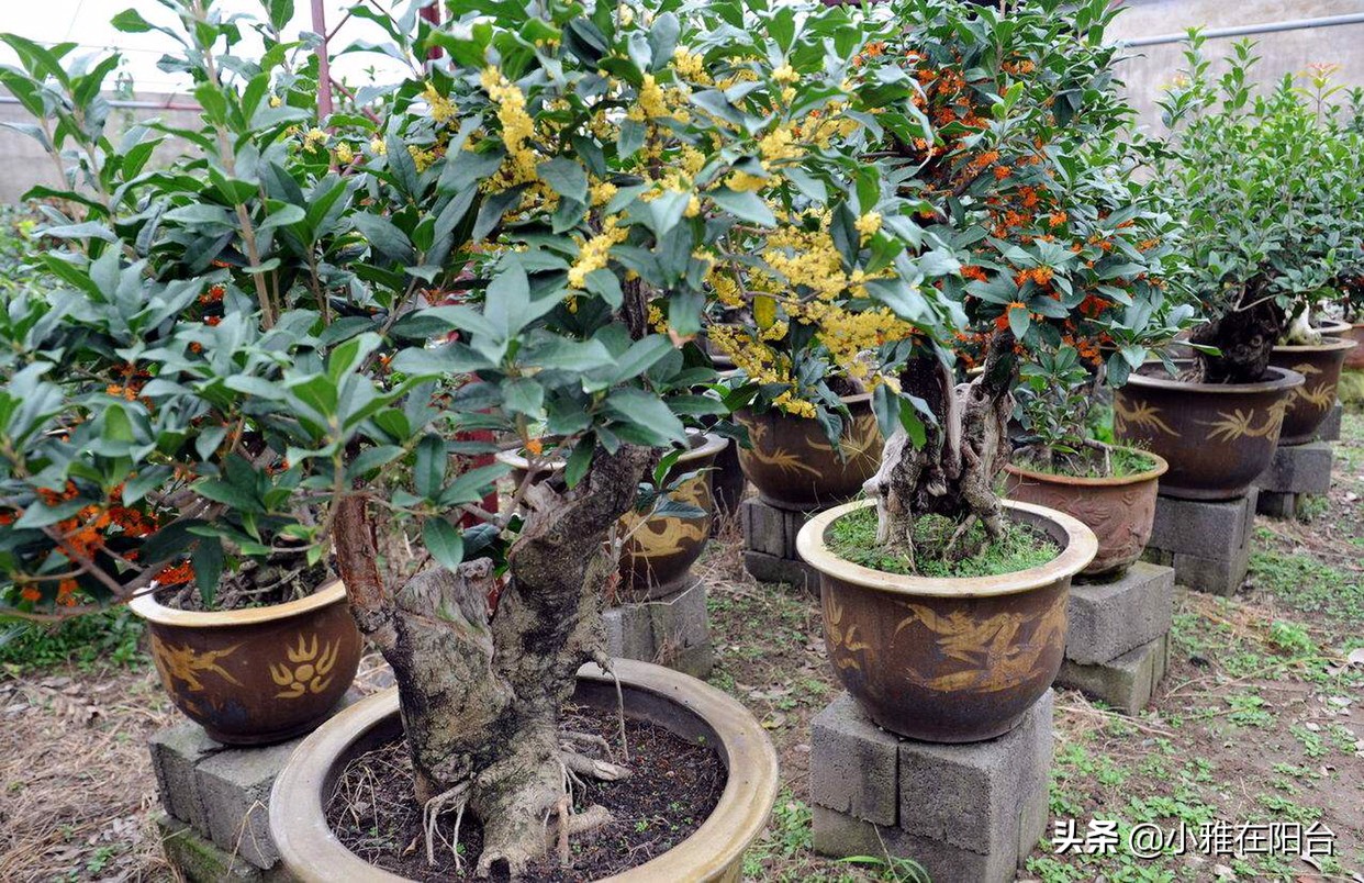 桂花盆栽如何施肥,盆栽桂花什么时候施肥