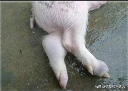 链球菌的症状及防治,链球菌最佳治疗方法