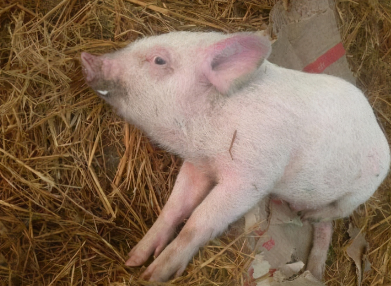 猪病了猪吃食呕吐是怎么回事,猪呕吐怎么回事怎么治疗