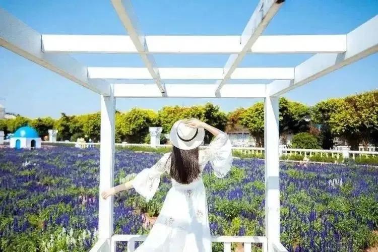 南沙葵园花海景区,广州南沙万顷葵园最佳旅游时间