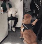 泰迪犬的脾气有多强,泰迪犬从小到大最怕的八件事