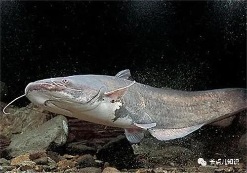 世界公认的最强淡水大鱼,史上最可怕的十大鱼