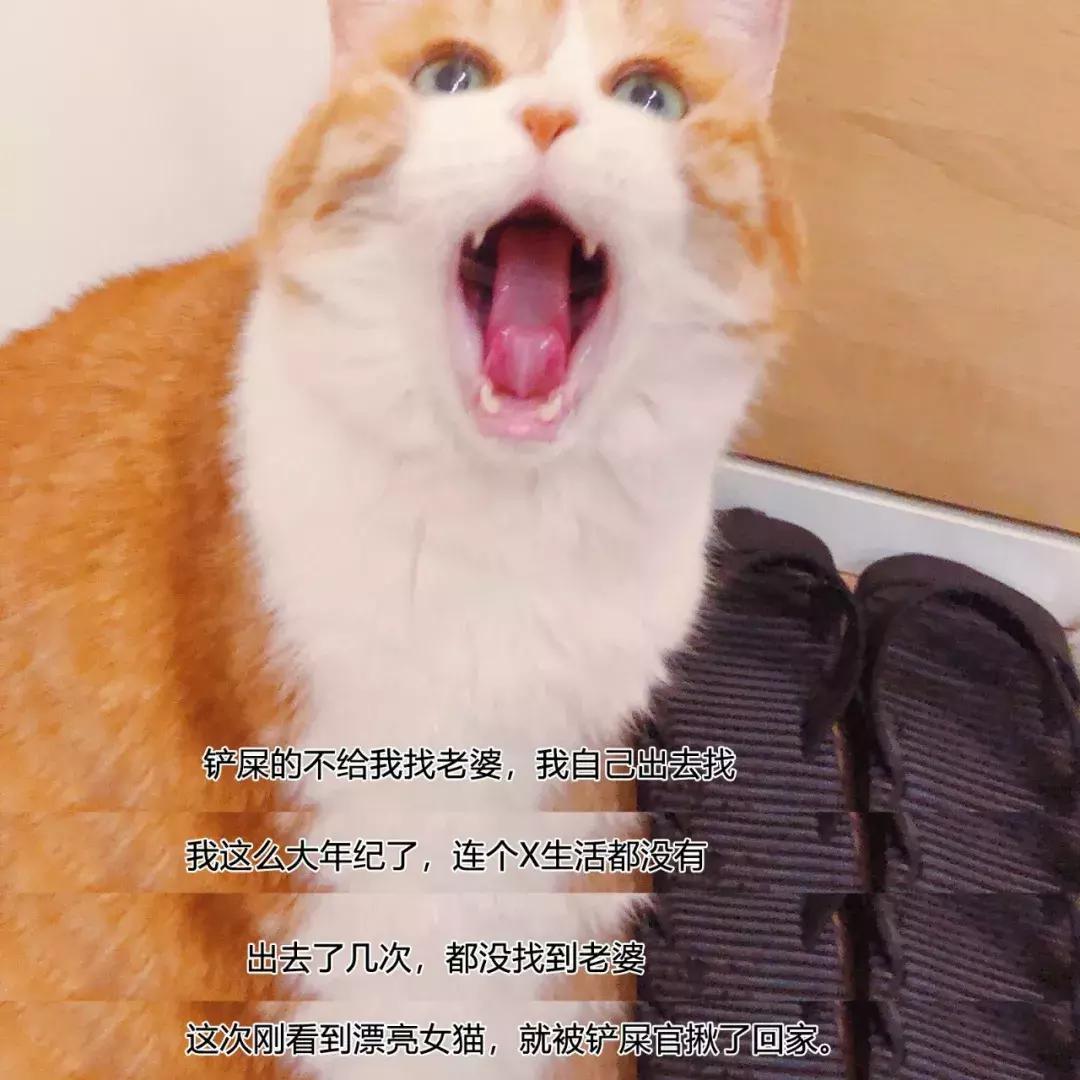 如果猫咪走丢了报警可以吗,猫咪走丢了如何把猫咪找回