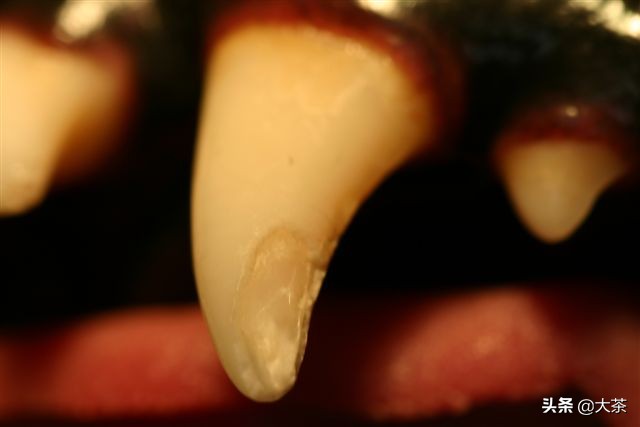 猫咪的牙齿断了一截怎么办,猫咪的牙齿断了半截是怎么回事