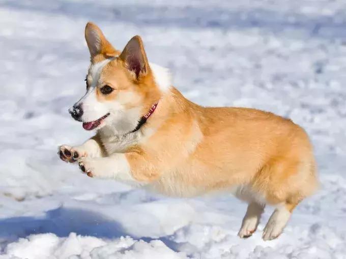 美国家庭都养什么犬,美国人喜欢养什么猛犬