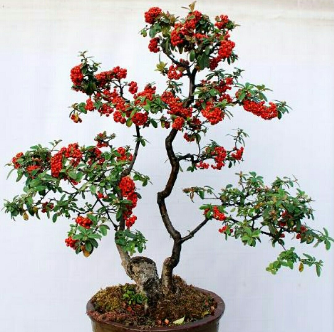 火棘盆景叶子发黑掉叶子怎么回事,火棘盆景能在广东种植开花结果吗