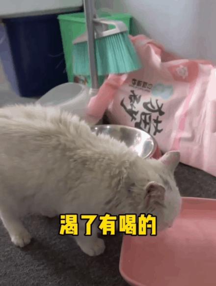 猫吃钢丝球视频,吃钢丝球的猫咪