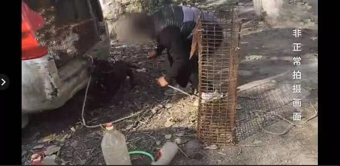 鐙楄倝璐╁瓙寮鸿缁欑嫍鐏屾按,鐙楄穿瀛愮粰鐙楄倝鐏屾按