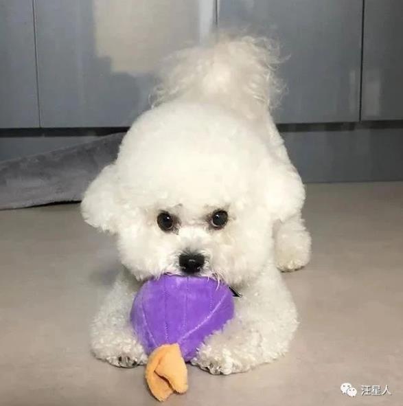 比熊有多萌,主人见到小点可爱比熊犬就想咬牙