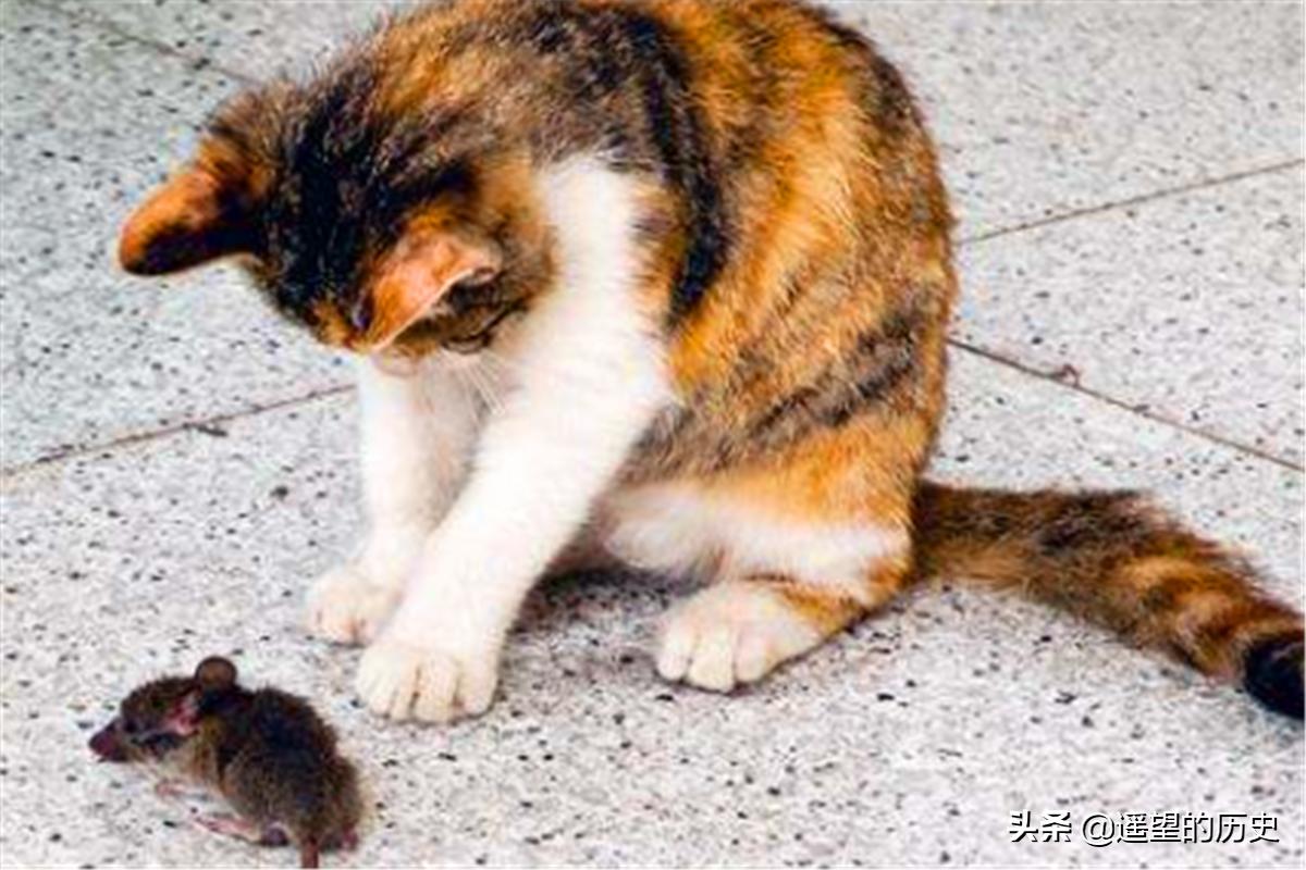 猪来穷狗来富夜猫上门有什么讲究,俗语说猪来穷狗来富怎么解啊