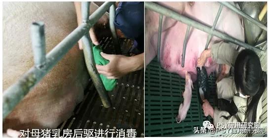 治疗母猪乳房炎最好的方法,母猪乳房炎最好的治疗方案