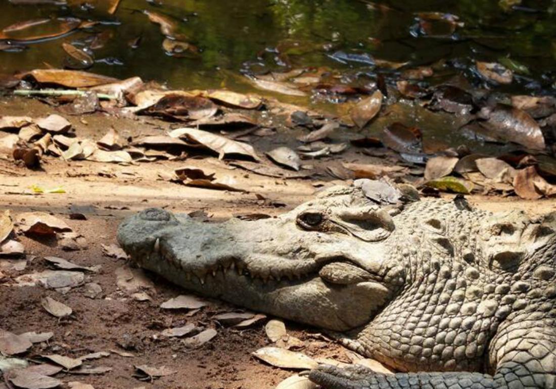 养殖鳄鱼的禁忌有哪些东西,鳄龟处理不干净有毒吗