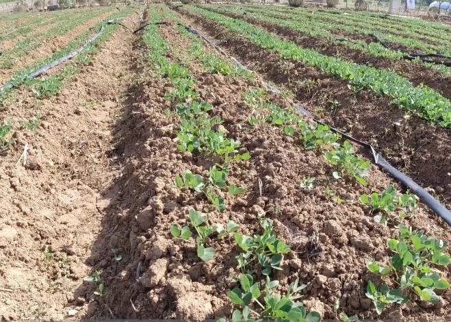 花生叶子发黄有锈斑用什么药,花生苗期黄叶的原因和解决方法
