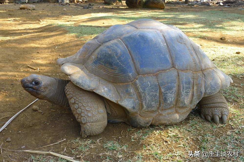 保护的小动物有哪些,保护类小动物