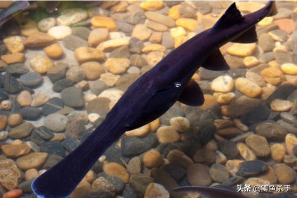 三亿年前的鸭嘴鱼,鸭嘴兽几千万年前