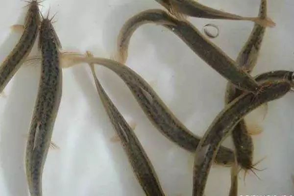 泥鳅养殖技术哪家最好的,华农园特大泥鳅养殖