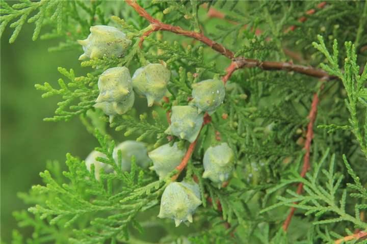 比较滋润的绵羊油,一瓶凡士林润肤霜搞定全身