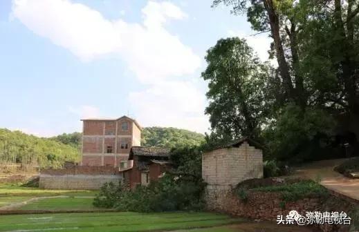 一棵被保护的百年古树,一棵百年的古树被雷击