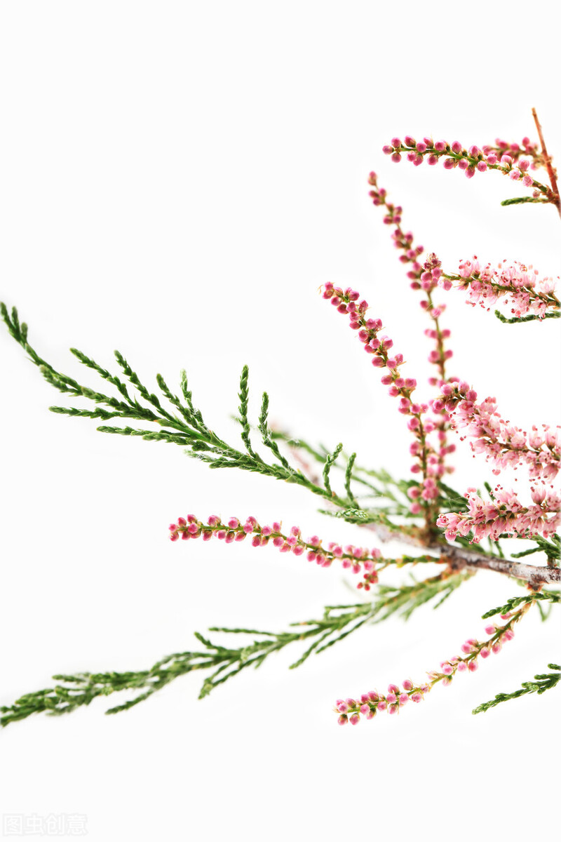 药师讲解药方,药师解药