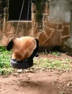 在野外发现甘蔗,在山里发现甘蔗