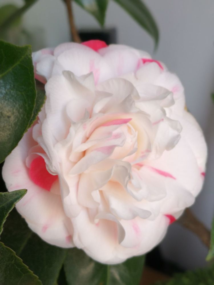 喜欢养花的就养几颗玫瑰花,喜欢养茶花的人