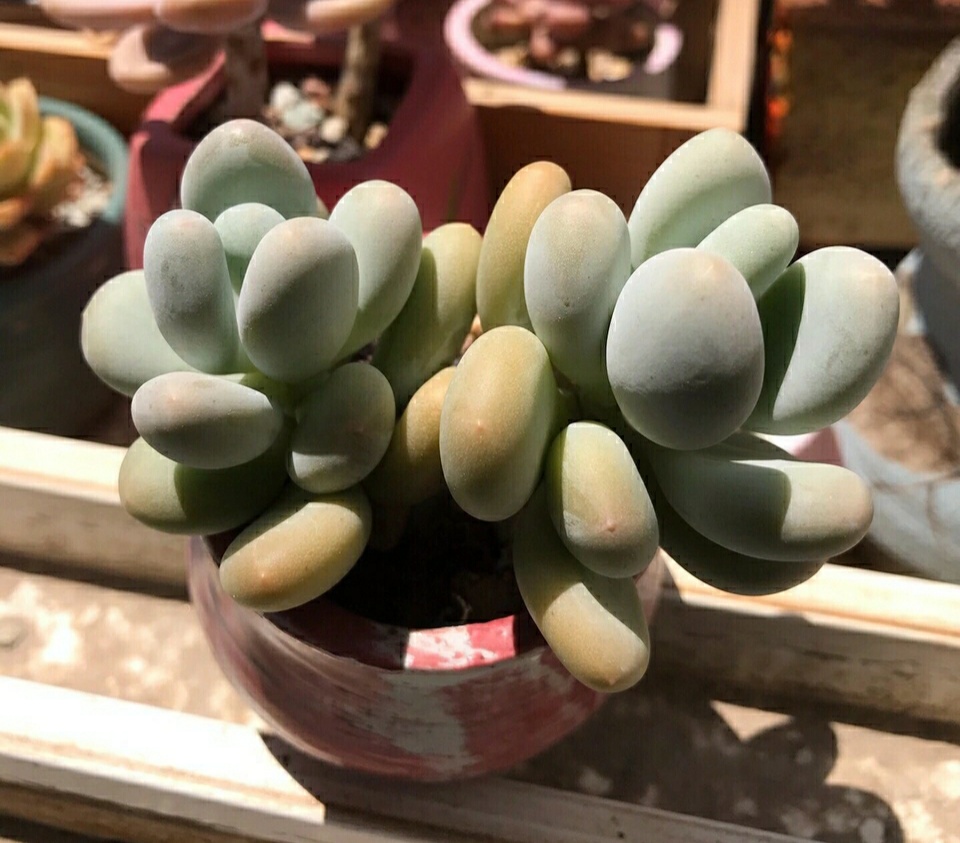 多肉徒长的原因及处理,多肉徒长的原因及解决方法