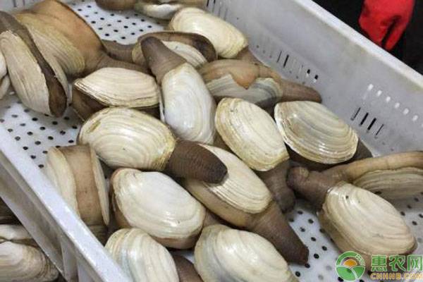 2023年以后什么养殖最赚钱,2022养殖什么能挣钱