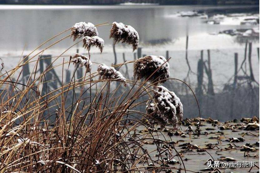 小雪煮茶，没有把手的茶壶却不烫手？急须壶的名字有什么来历？