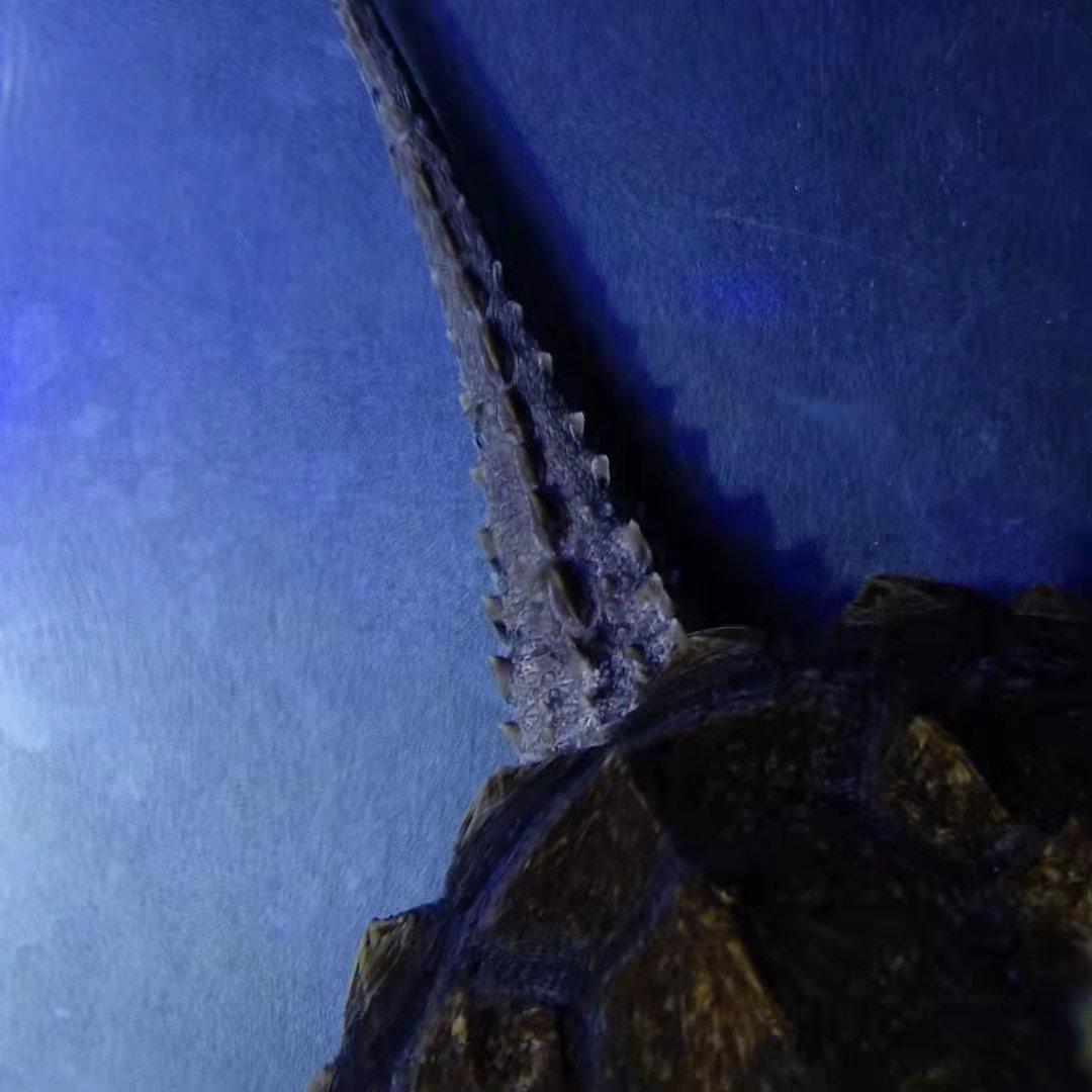 北美鳄龟和杂佛鳄龟分别的优势,北美鳄龟和佛鳄的区别谁更凶