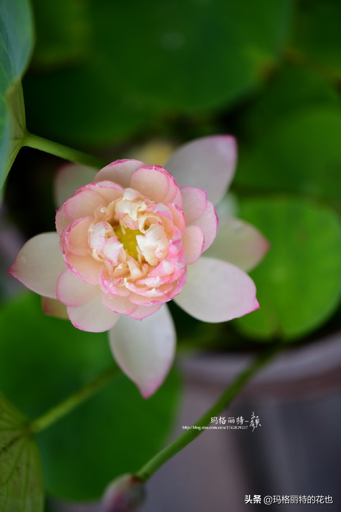 历史悠久的十大名花（海量美图），你选哪个做国花？