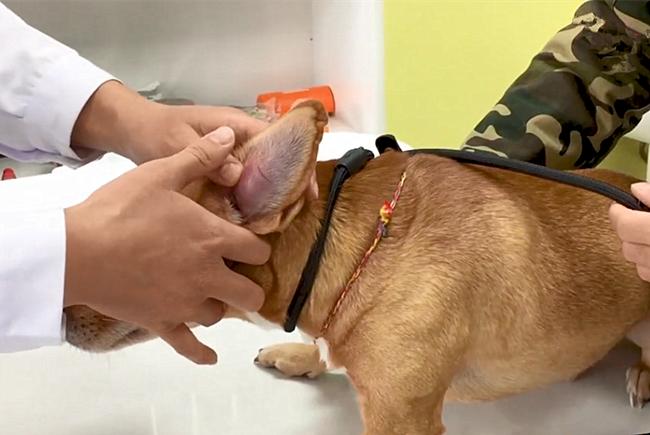 狗狗外力导致耳血肿,狗狗耳血肿会致死吗