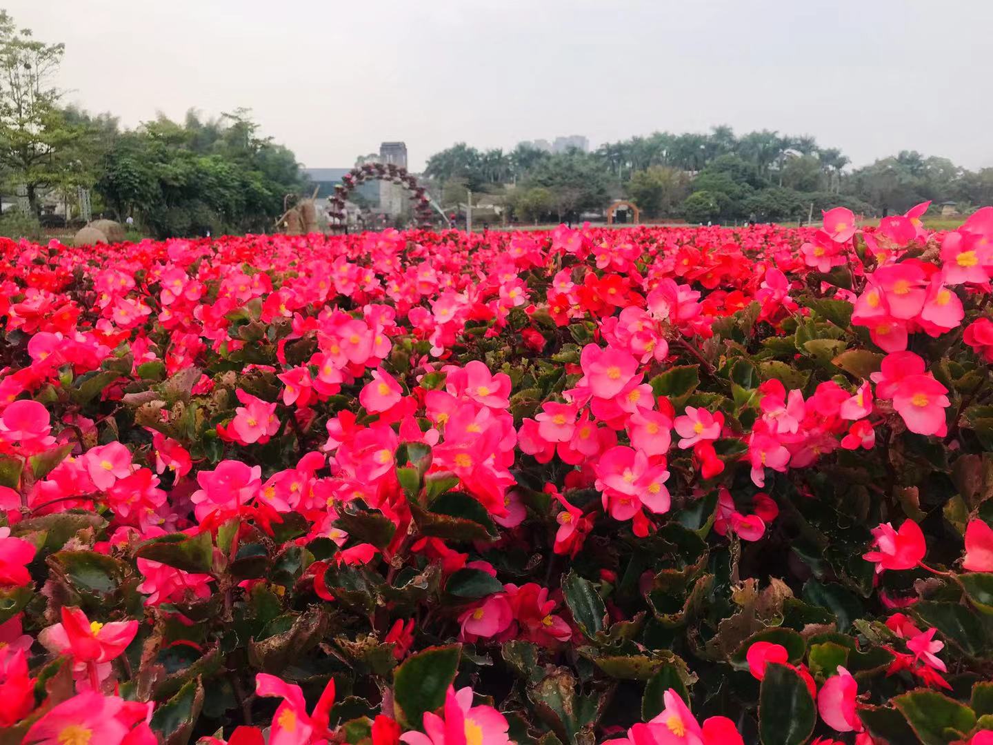 深圳观澜版画村的位置,观澜版画村还是版画基地