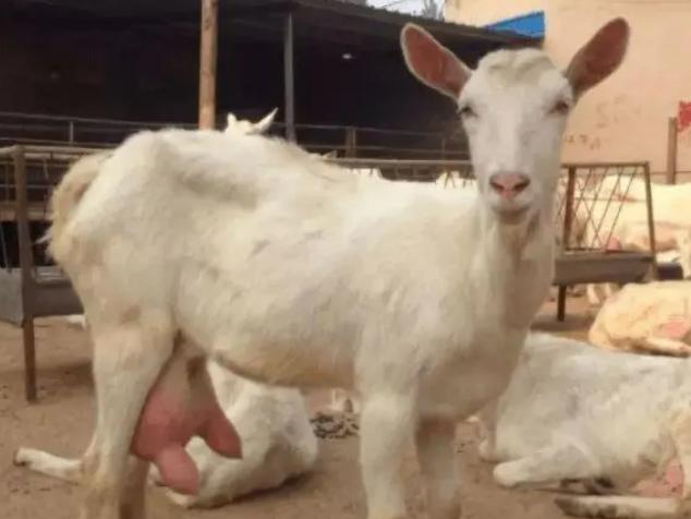 羊产后不吃东西怎么办？母羊产后不反刍不吃草，可以试试这些方法