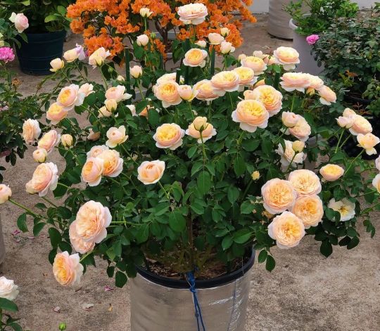 100种月季经典品种,100种经典月季品种