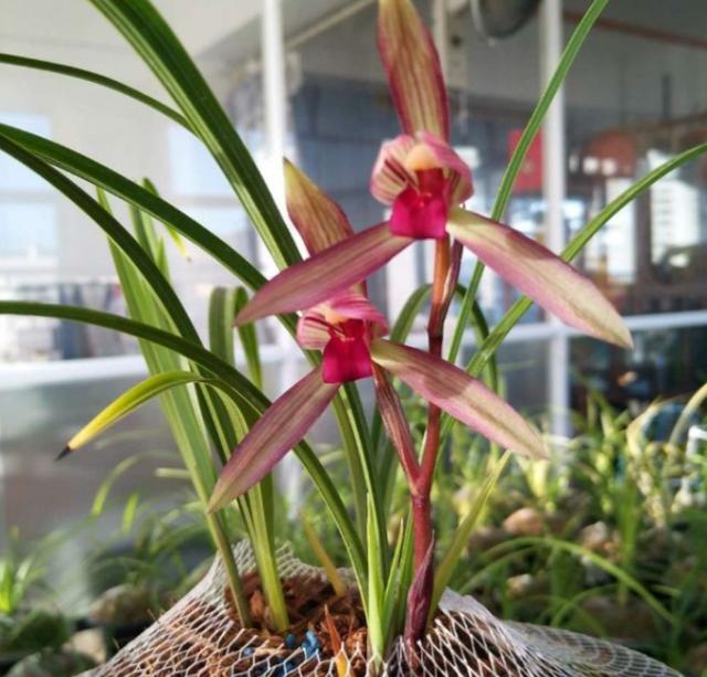 好养又好看又香又便宜的兰花品种,好养又好看又便宜又香的兰花品种